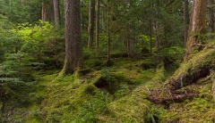 Rainier Moss Groves.jpg